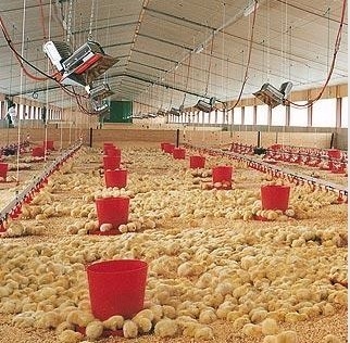 THD2608 Poultry Gas Brooder Heater NG LPG Infrared Heating Element