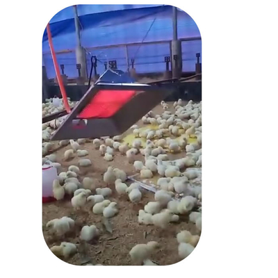 Chicken Farm Poultry Chioccia Riscaldatore 4 modello Per Maiale Chick Shed Safty