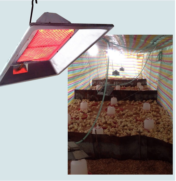 Wall Mounted Infrared Brooder Heater Indoor Ceramic Heater For Birds